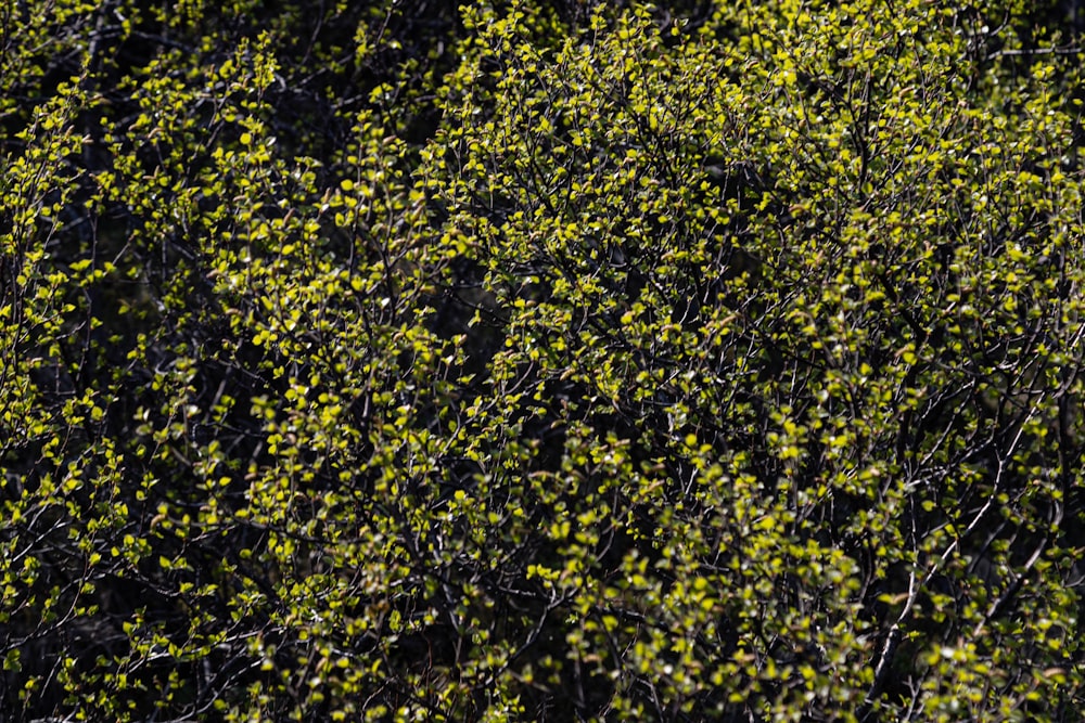 Un primo piano di un cespuglio con fiori gialli