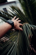 A hand reaching out to touch a palm leaf, with the background slightly blurred. The person is wearing a black smartwatch.