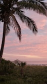 Sunset view over a tropical beach with palm trees swaying gently.