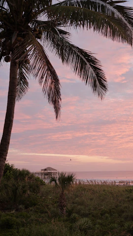 Sunset view over a calm beach with a lone palm tree swaying gently.