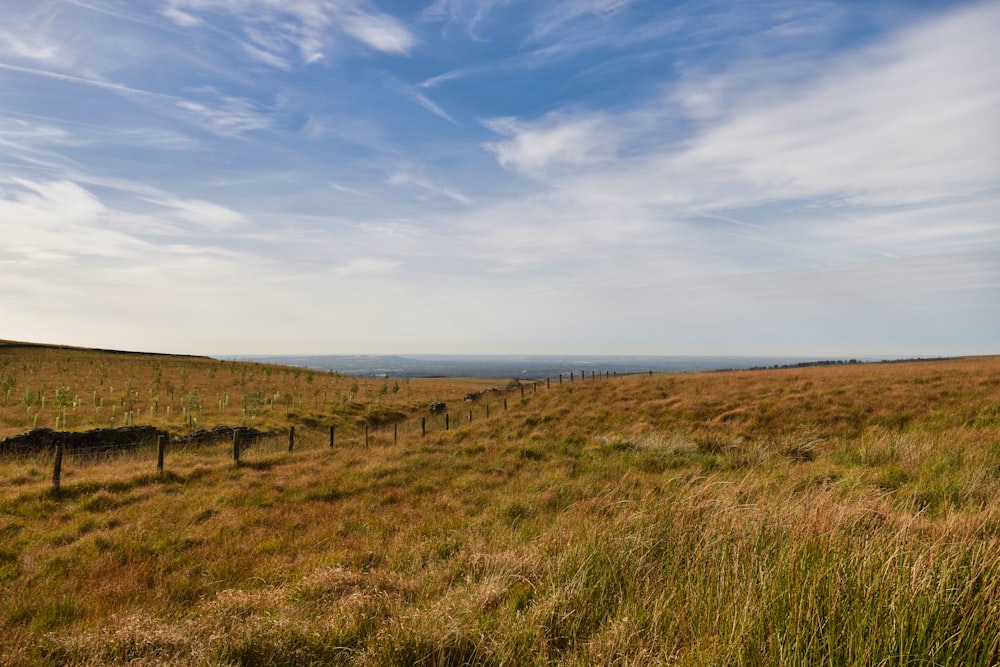 a grassy field with a fence in the foreground