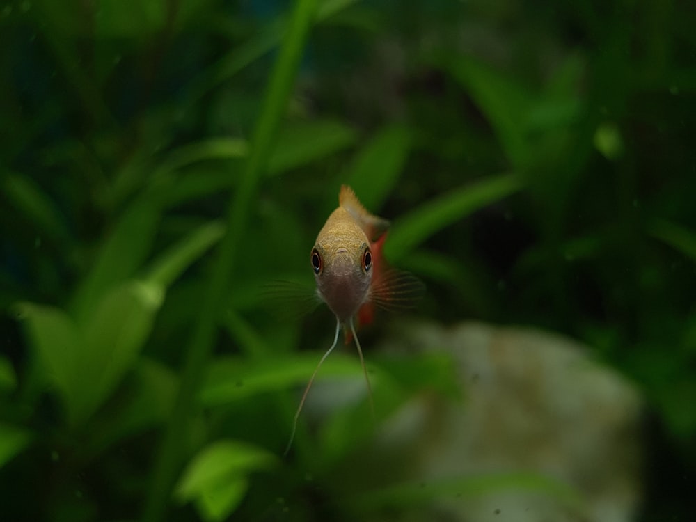 a close up of a fish in an aquarium