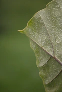 a green leaf with drops of water on it