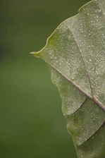 a green leaf with drops of water on it