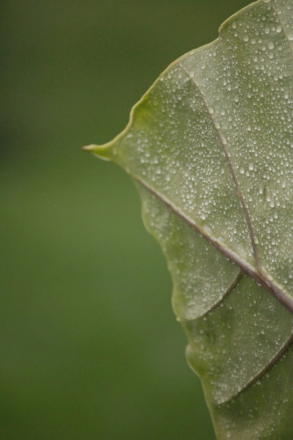 a green leaf with drops of water on it