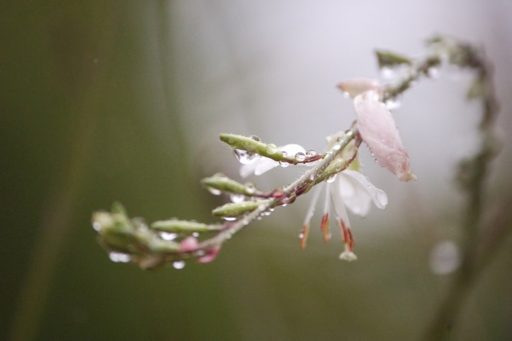 a close up of a plant with water droplets on it