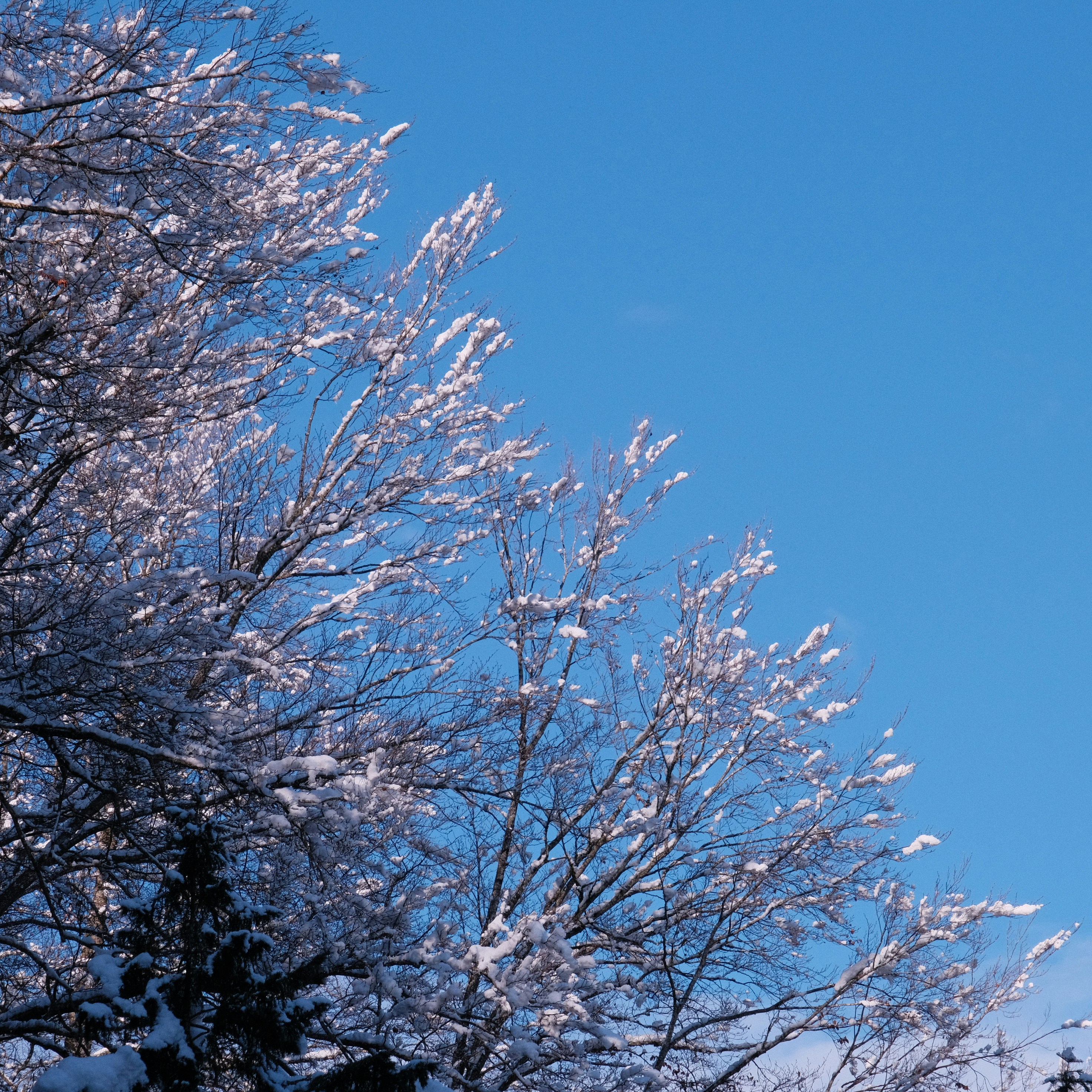 Photo by corentinschneiter