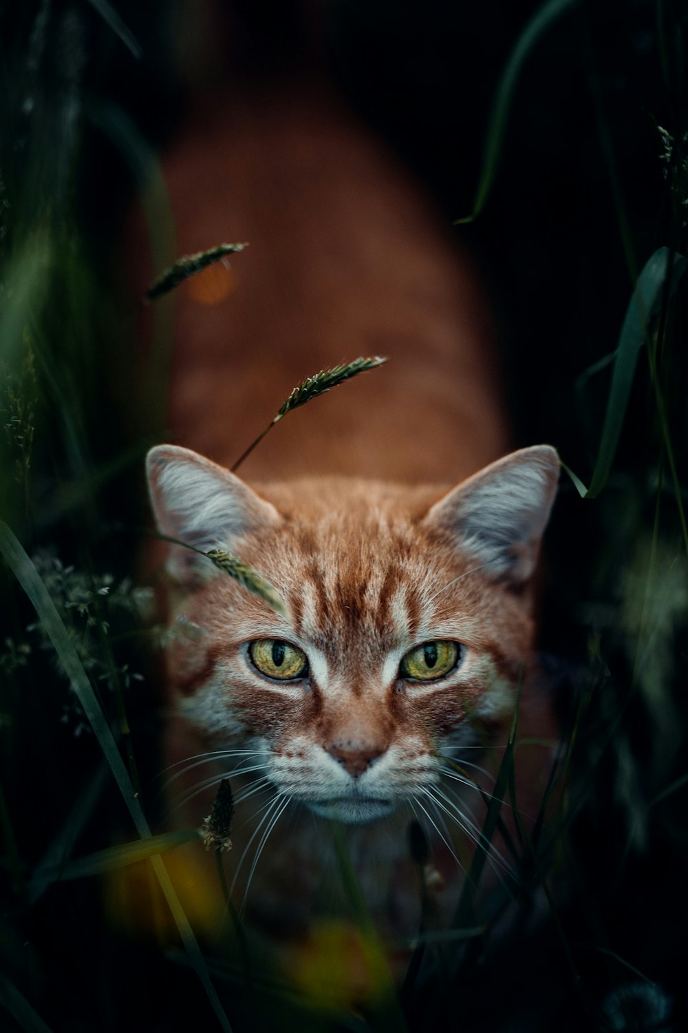 a close up of a cat in a field of grass
