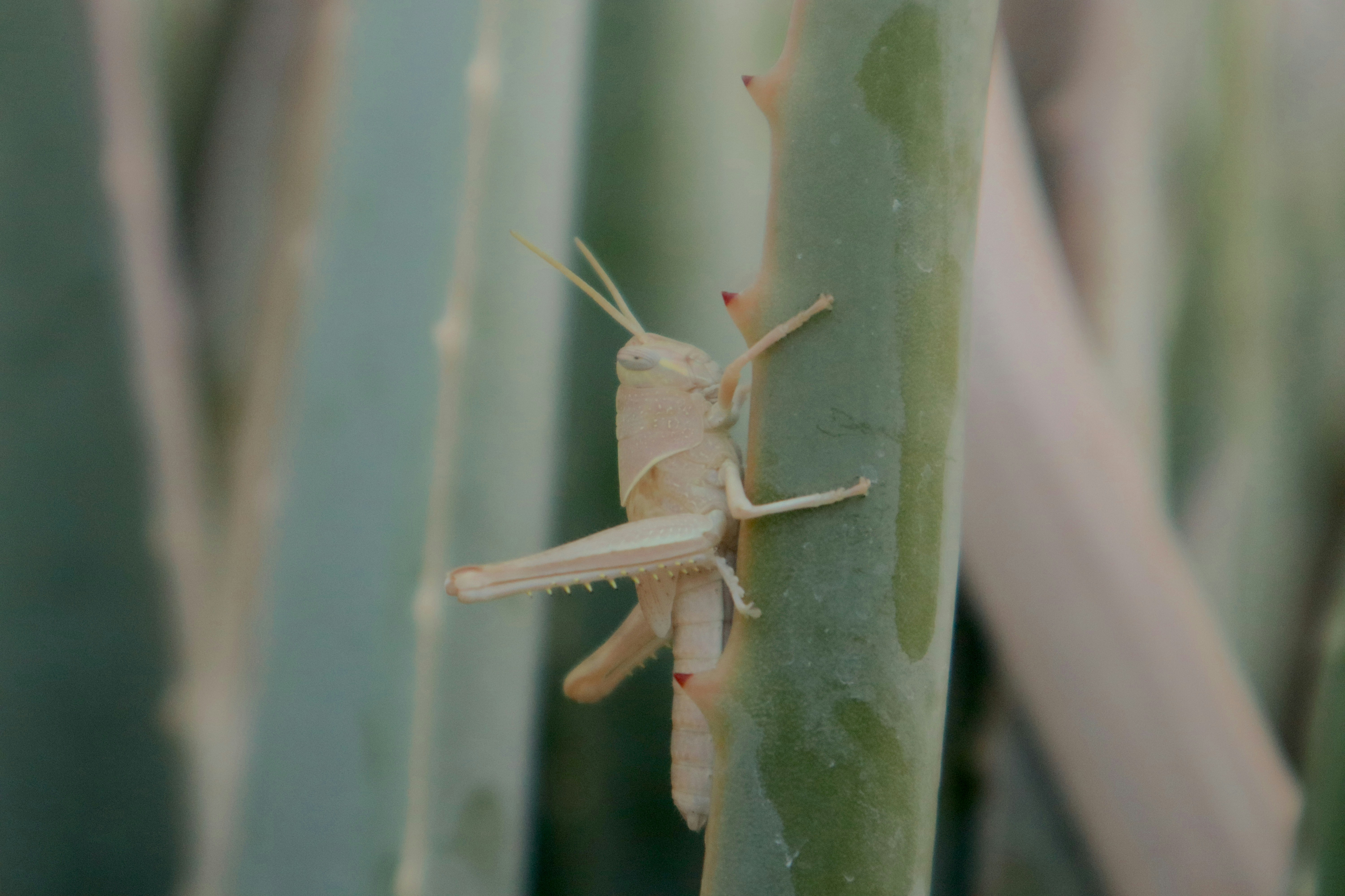 a close up of a bug on a plant
