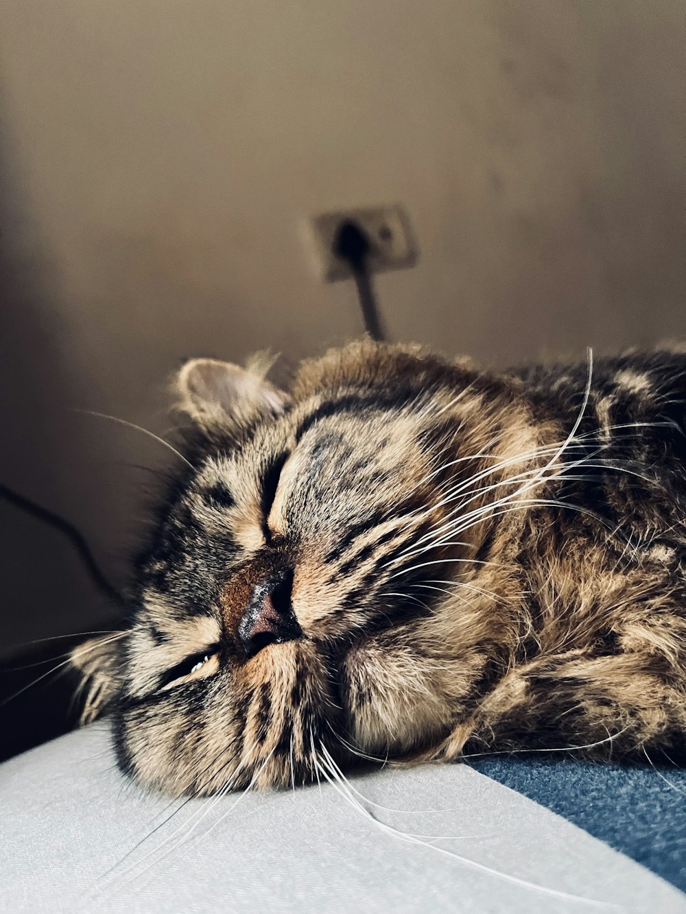 a cat sleeping on top of a couch next to a wall