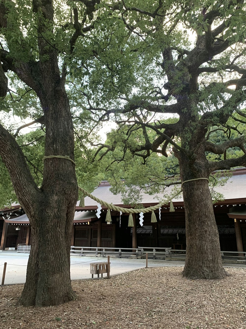 a couple of trees sitting in front of a building