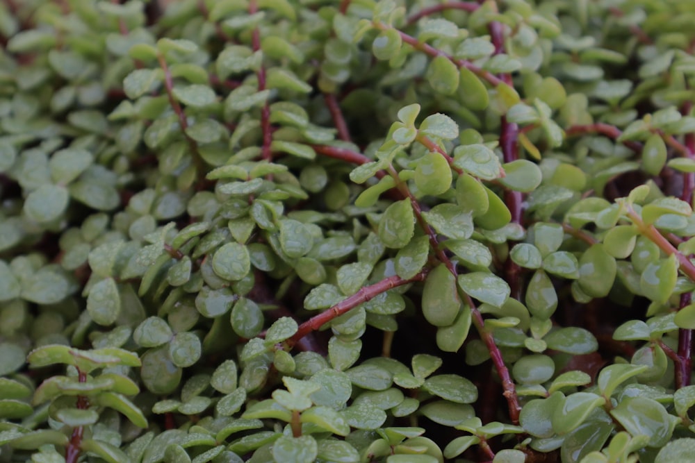 a close up of a bunch of green plants