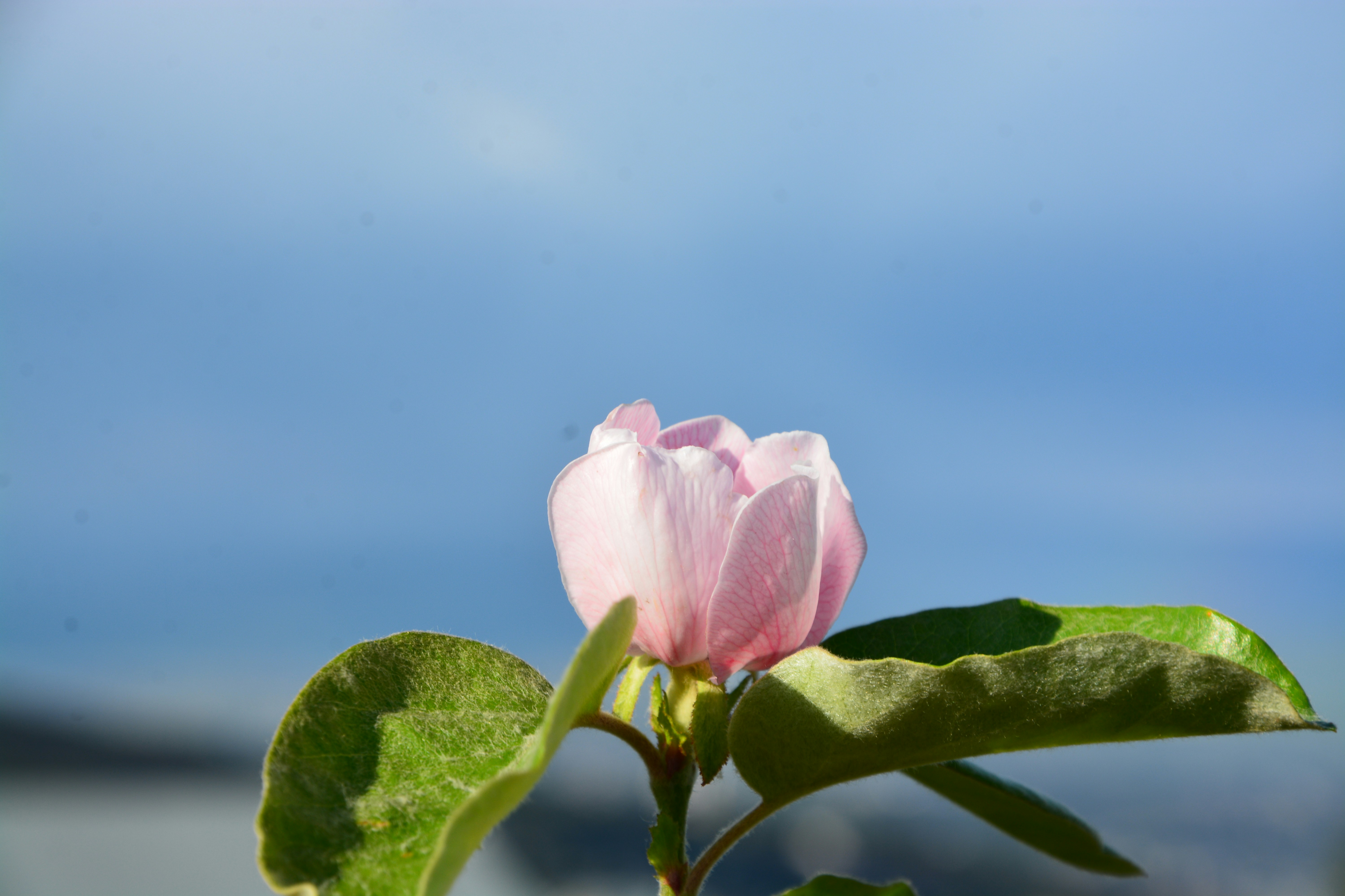 Photo by ekotavkhelidze