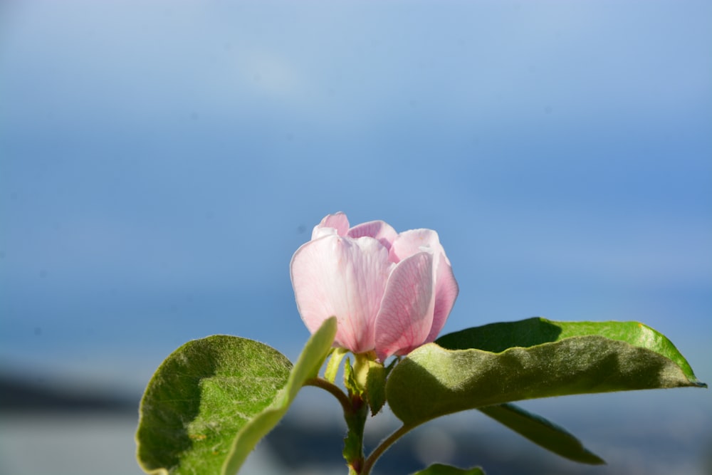 a pink flower with a blue sky in the background
