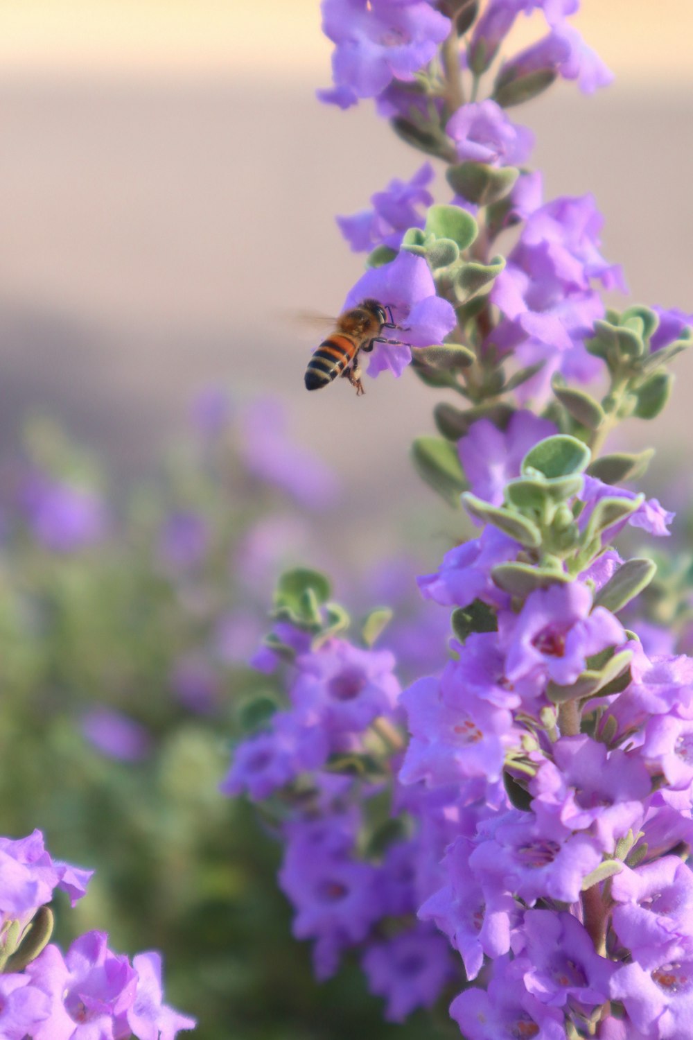 a bee that is sitting on a purple flower