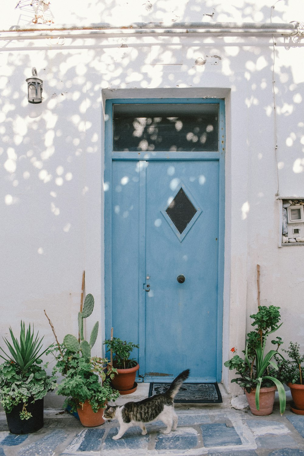 a cat walking in front of a blue door