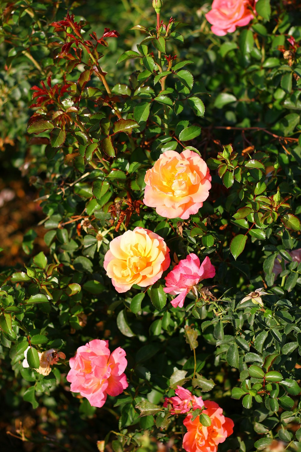 a bush of pink and yellow flowers with green leaves