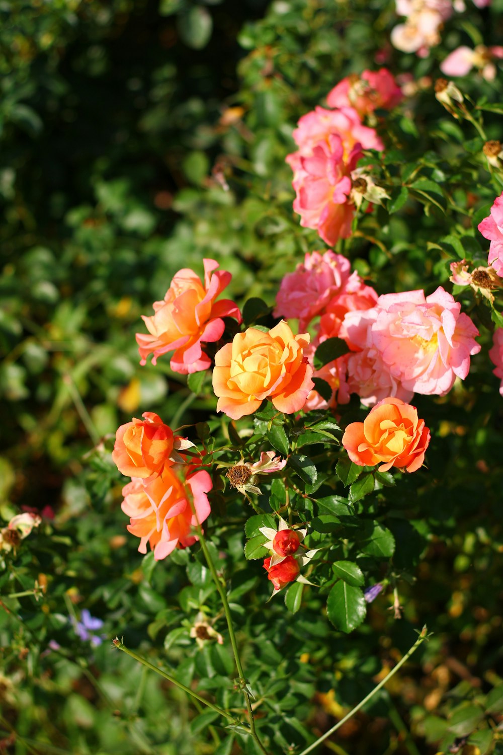 a bunch of pink and orange flowers in a garden