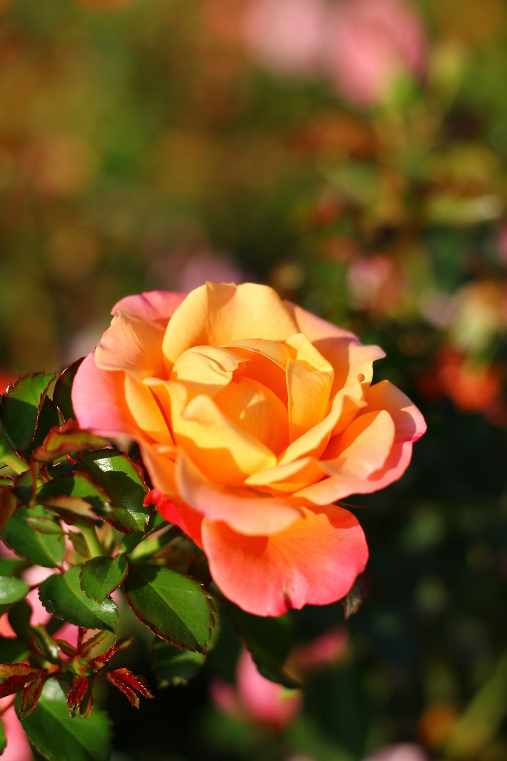 a yellow rose is blooming in a garden