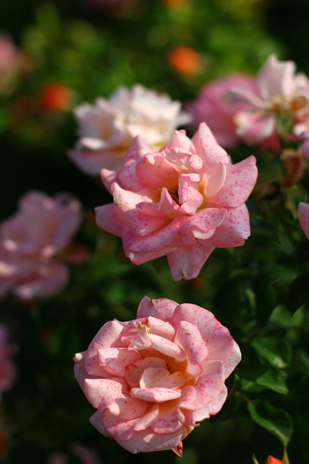 a group of pink and white flowers in a garden