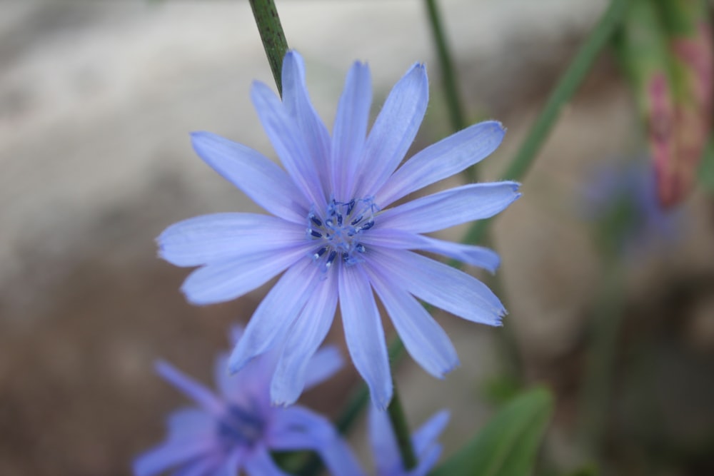 a close up of a blue flower with a blurry background