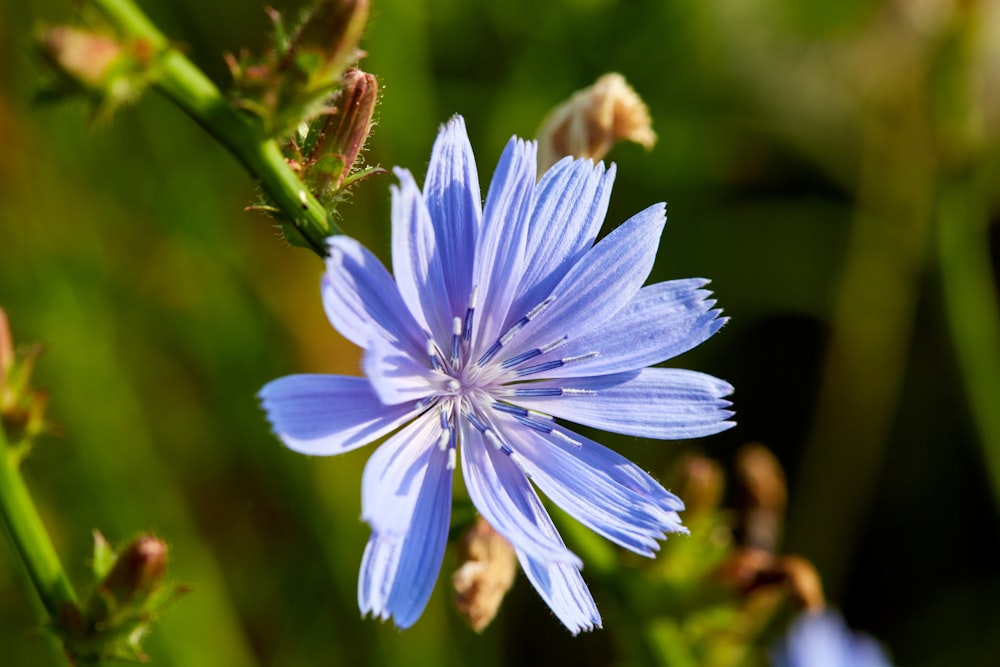 a close up of a blue flower in a field