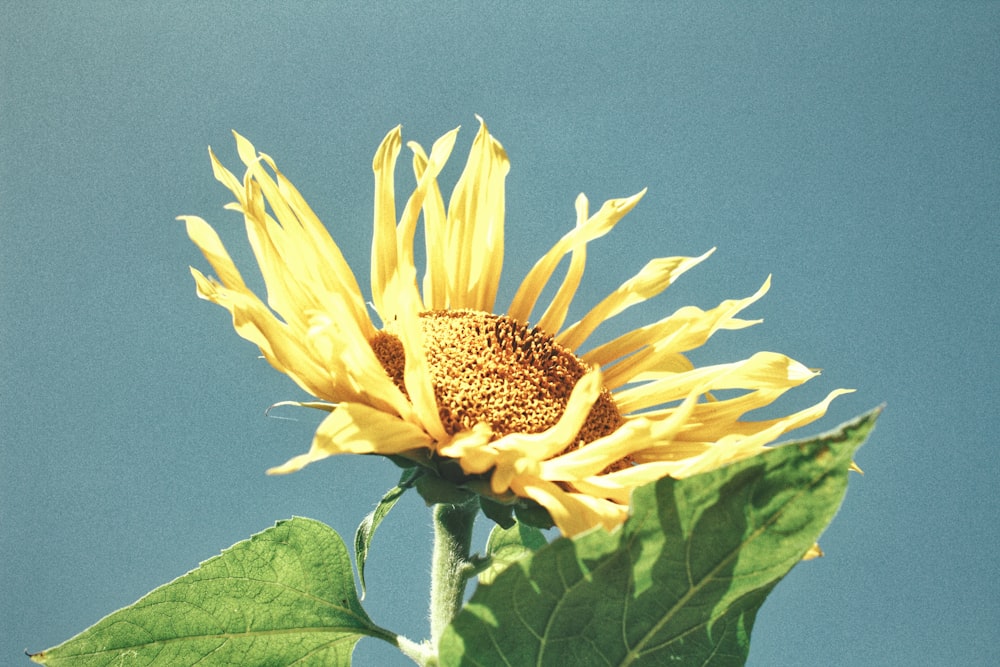 a sunflower with a blue sky in the background