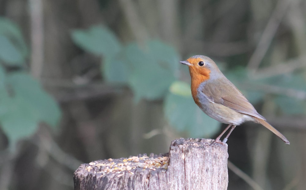 a small bird sitting on top of a wooden post