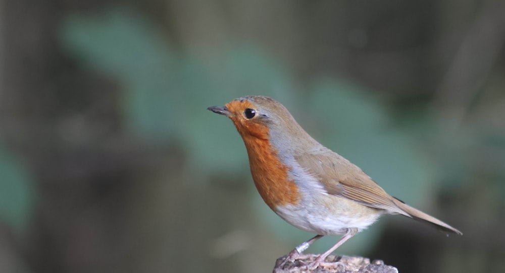 a small bird sitting on top of a tree stump