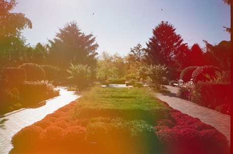 A garden path lined with neatly trimmed bushes and trees of varying sizes leads towards a central area with a fountain. The scene is bathed in natural sunlight, with some color distortion giving a vintage or film-like effect. Large trees create a backdrop, and there are patches of red flowers along the edges.