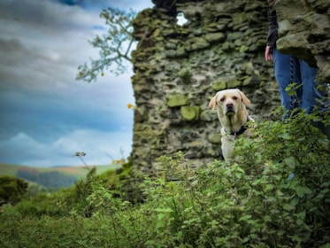 a dog that is standing in the grass