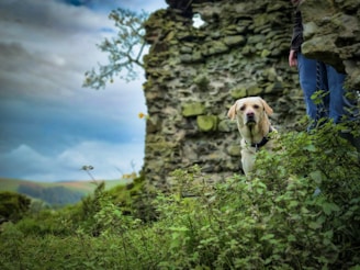 a dog that is standing in the grass