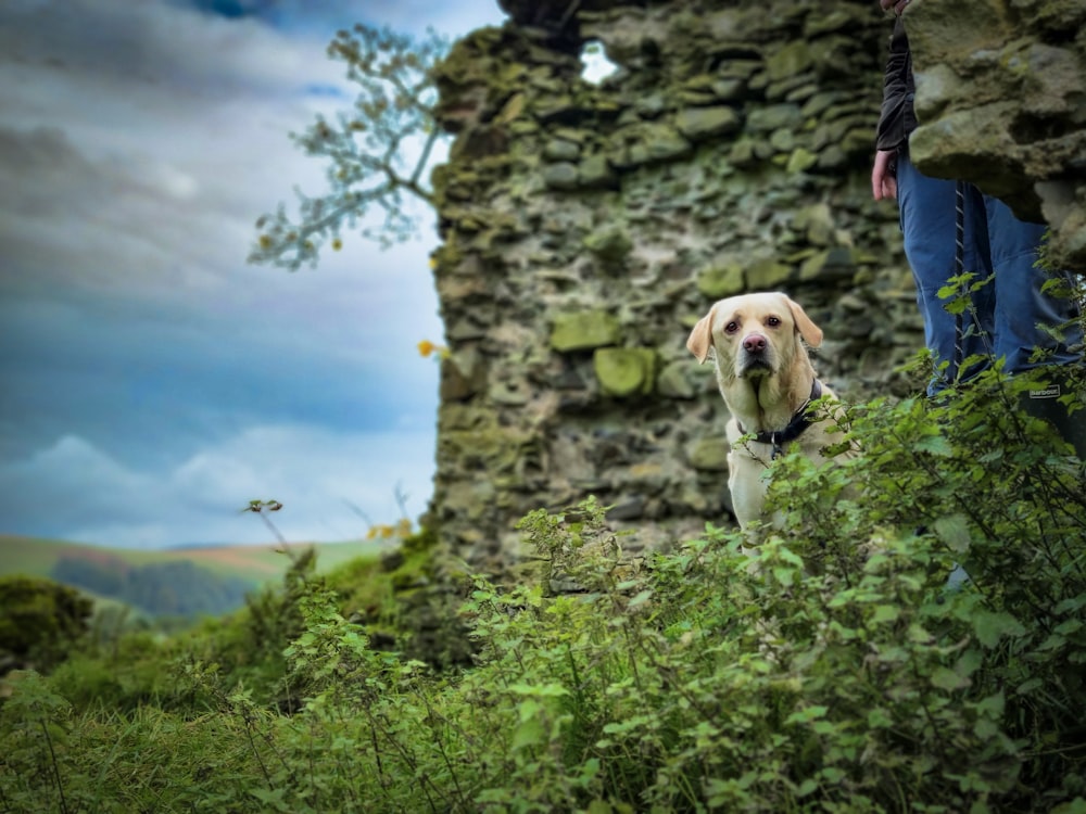 a dog that is standing in the grass