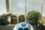 Succulent arrangement with a variety of textures and shapes, perfect for a sunny windowsill.