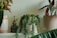 A collection of houseplants is arranged on a white surface. There is a lush, trailing succulent in a white pot with a brown ring around it. A tropical plant with large leaves and a plant with variegated foliage are placed in neutral-colored pots nearby. A small, vintage-style spray bottle for misting plants is also visible.