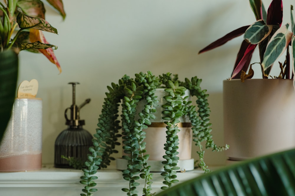 a couple of plants that are on a shelf