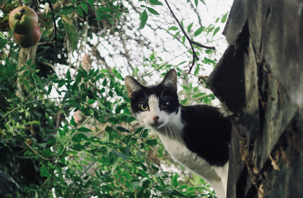 a black and white cat sitting on top of a tree