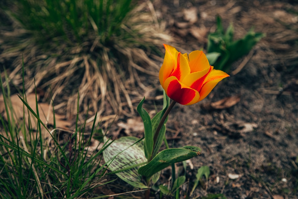 a single yellow and red tulip in a garden