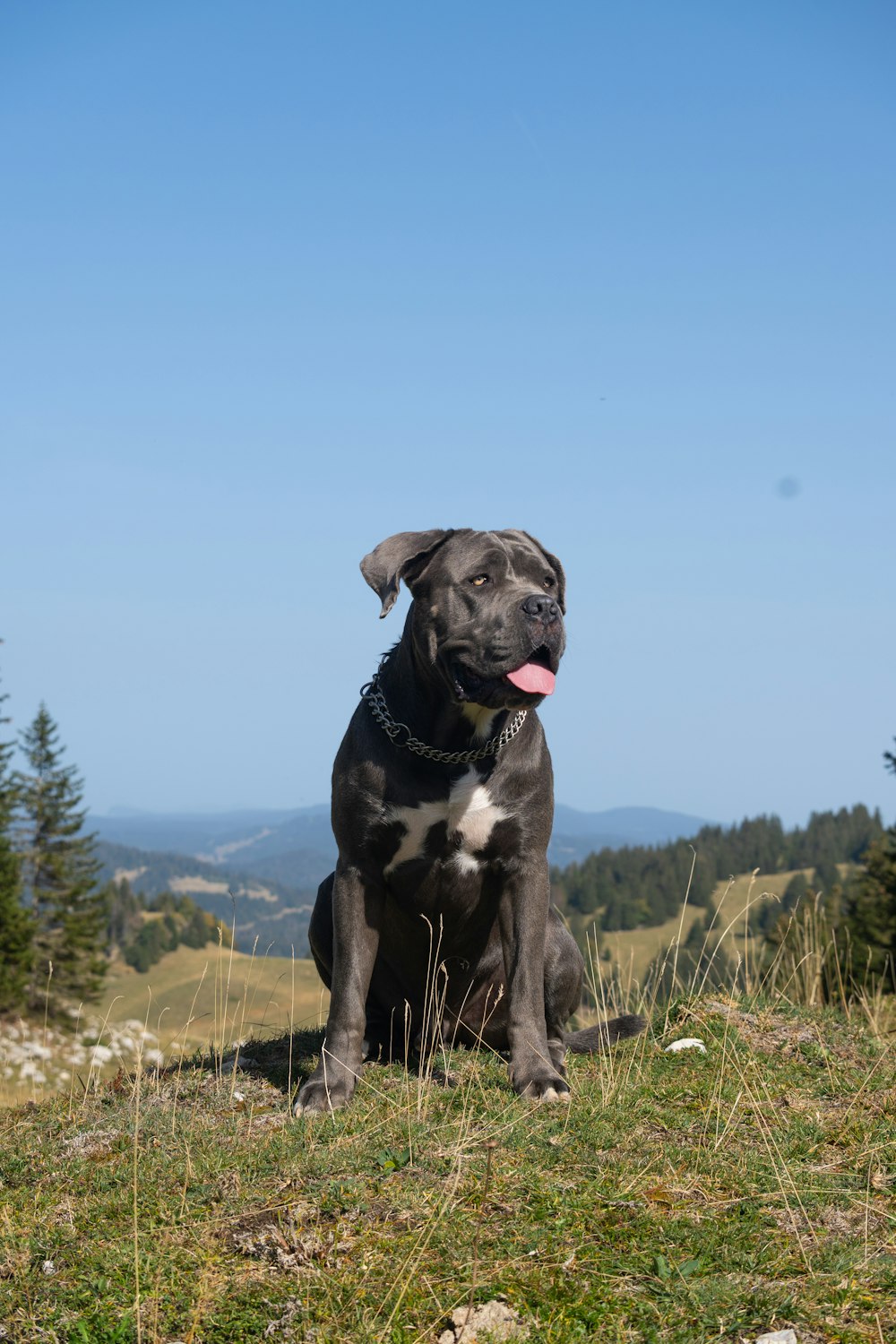 a black and white dog sitting on top of a grass covered hill