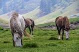 A group of three-year-old horses grazing peacefully in a natural meadow.