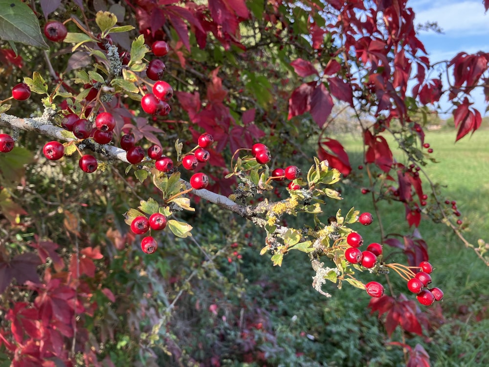 a tree with red berries hanging from it's branches