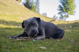 A large gray dog is lying on grass in a scenic outdoor area with trees and a hillside in the background. The dog appears to be chewing on a stick, and the setting is peaceful and natural with bright green grass and scattered wildflowers.