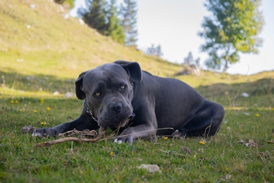 A large gray dog is lying on grass in a scenic outdoor area with trees and a hillside in the background. The dog appears to be chewing on a stick, and the setting is peaceful and natural with bright green grass and scattered wildflowers.