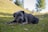 a large black dog laying on top of a lush green field
