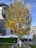 A tree with vibrant yellow and green leaves is situated in a suburban yard. The tree is planted in a small circular stone-bordered garden area and stands near a modern house with dark siding and a white garage door. The sky is clear and blue, and there's a driveway leading to the house.