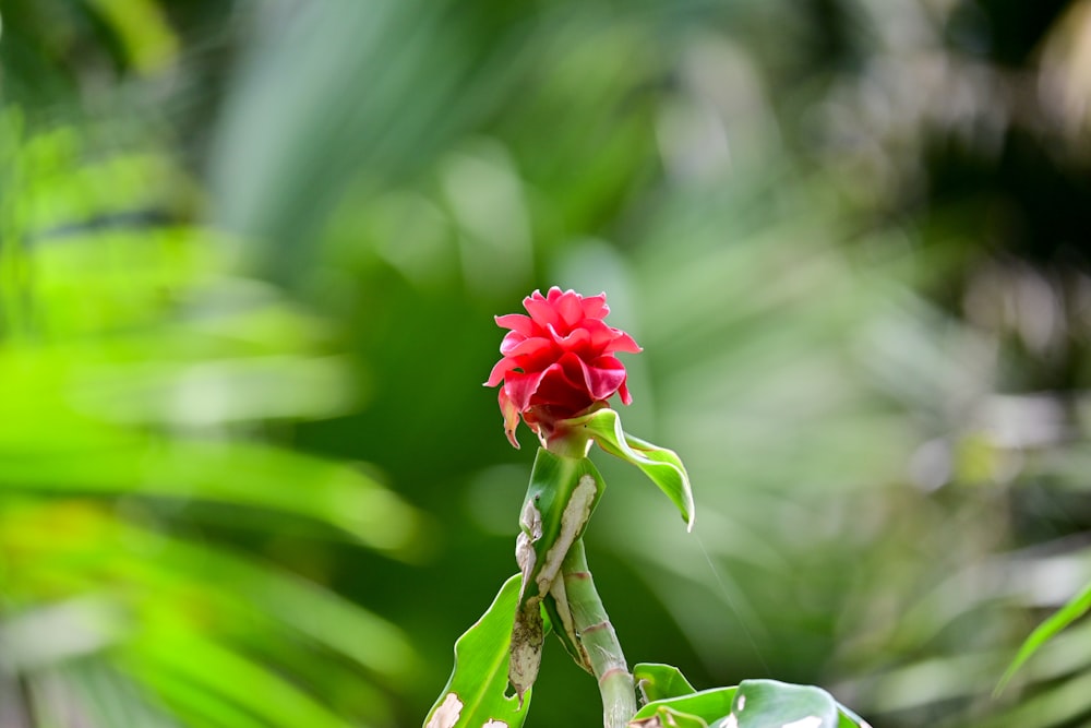 a red flower with green leaves in the background