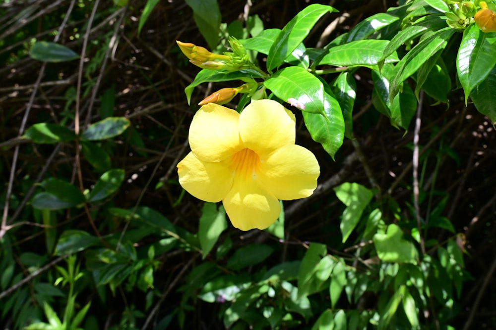 a yellow flower with green leaves in the background