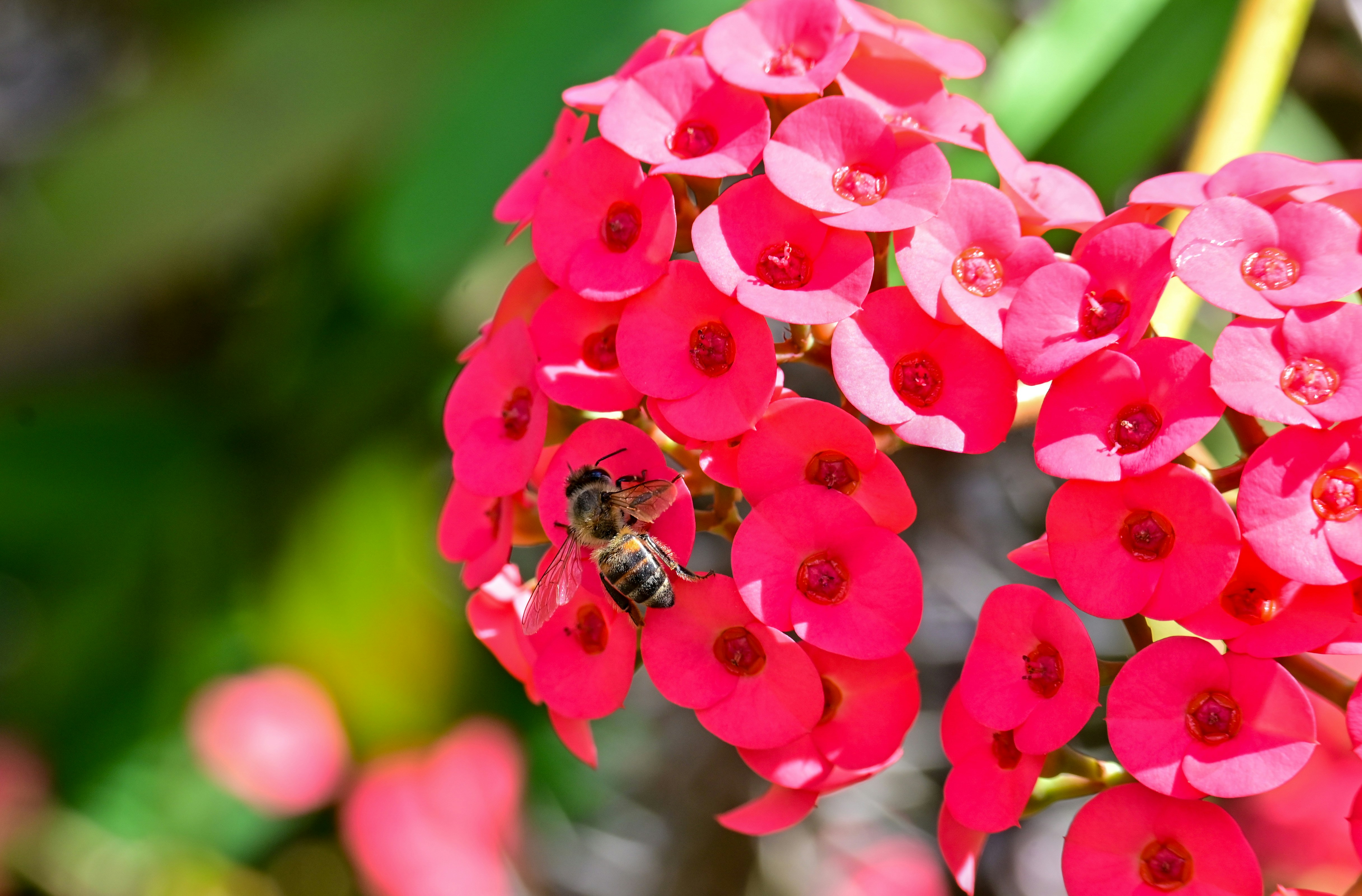 a close up of a flower with a bee on it