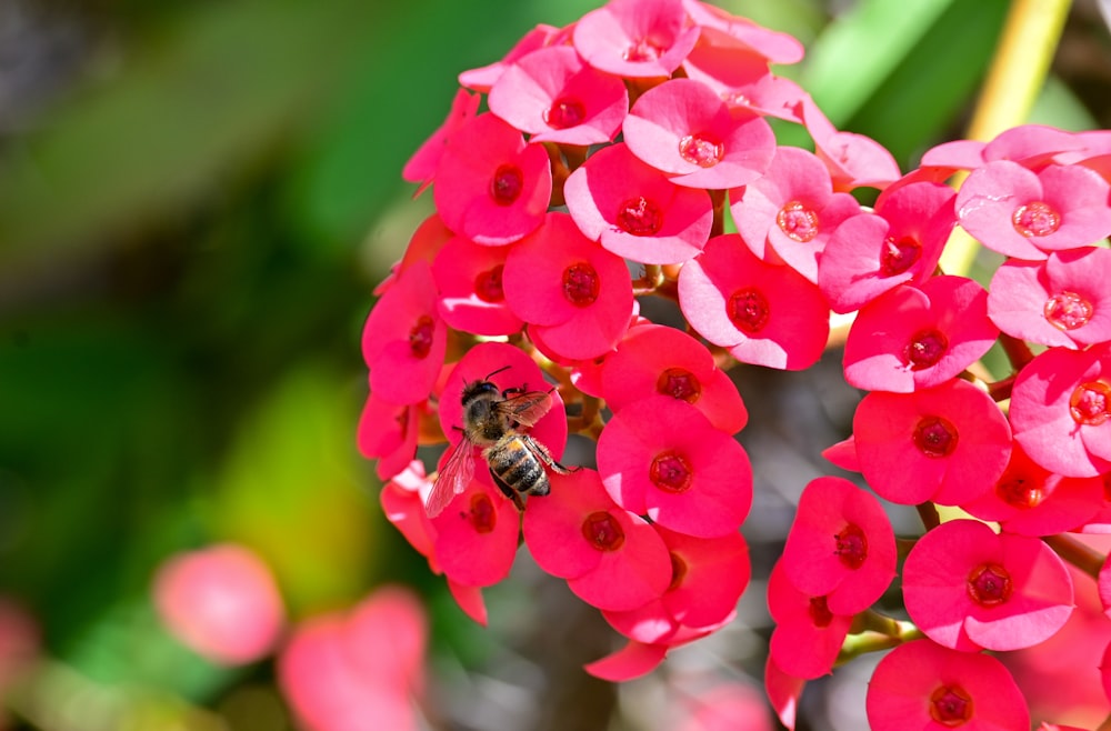 a close up of a flower with a bee on it