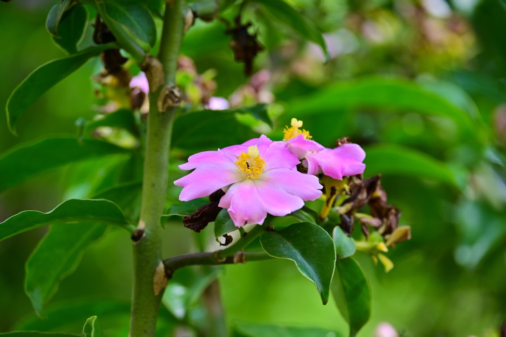 a close up of a pink flower on a tree